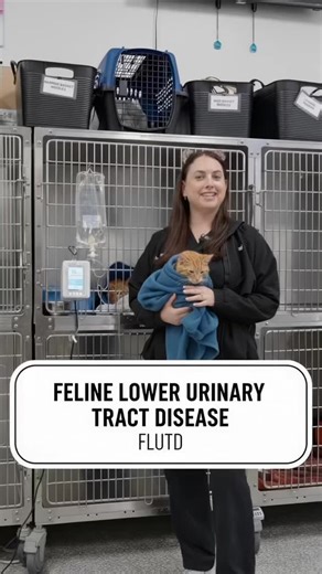 Cat can’t pee? 😿 Don’t panic — here’s what might be happening and what to do FAST! 🚨 #FLUTD #CatEmergency #CatHealth #CatTips #PetCare #CatLover #VetAdvice #CatParents #bocaveterinaryclinic #bocavet #bocavetclinic #veterinarian #bvc #catsofinstagram | Boca Veterinary Clinic