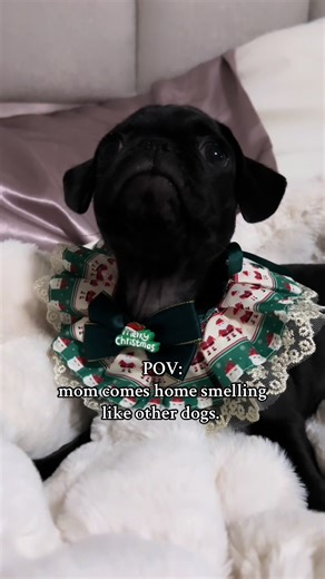 oh how sad 😆😔 #foryoupage #fyp #pugsoftiktok #pug #doginfluencer | Pug