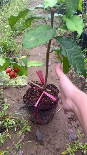 Peanut Butter Tree (Grafted) | 0386569374 - Ngoc Ngan, Ben Tre | Specializing in Unique and Rare ...