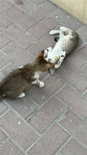 Adorable adorable kittens animal behavior 4K