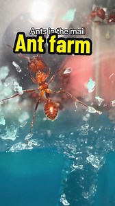 Ant Farm Habitat Setup: Exciting Ant Facts Revealed!