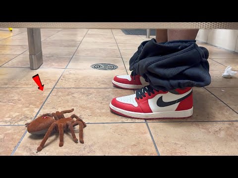 FAKE SPIDER 🕷️ IN BATHROOM PRANK