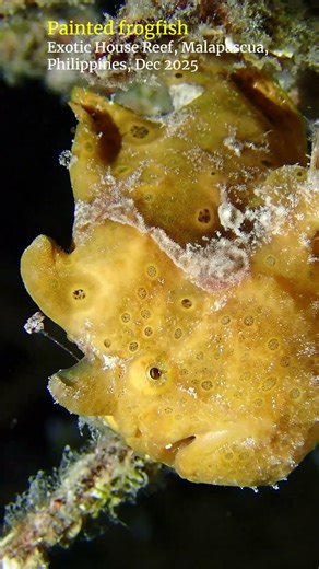 Painted frogfish #malapascua #scubadiving