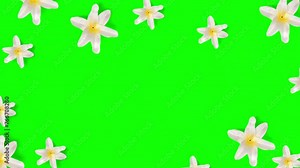 rotating flowers animation on green screen background with space for text ,spring theme 4K animation