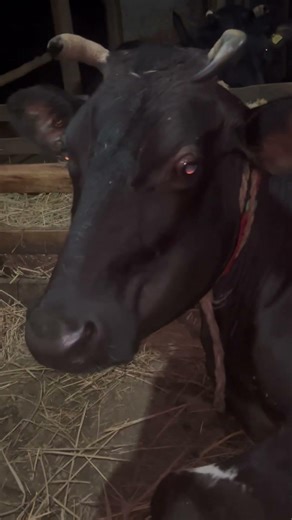 Lumpy Jaw or Big head in Cow? #LumpyJaw #BigHeadDisease #CattleFarming #shorts#cattledisease#shorts