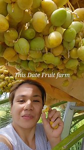 Have you tried eating date fruit fresh from tree? Super sweet, crunchy and juicy👌 #fyp #foryou #fypシ゚viral #fruits #datefruitthailand #datefarm #datepalmtree #datefruit #farm #amazingthailand | Mommy Will in Thailand