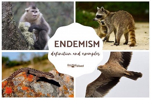 What Is an Endemic Species? - Definition and Examples
