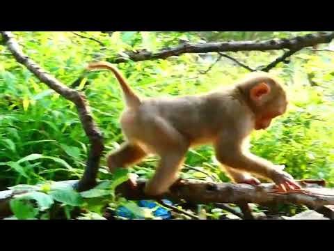 Poor pet monkey was abandoned by owner | poor pet animal monkey released