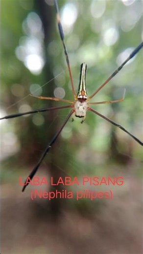 EXPLORE LABA LABA PISANG(Nephila pilipes) #explore #nature #shorts #labalaba #insect #spider