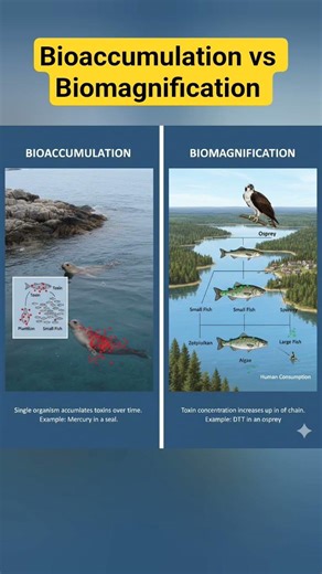 Bioaccumulation vs Biomagnification| Bioaccumulation vs Biomagnification example#evs #ecology #water
