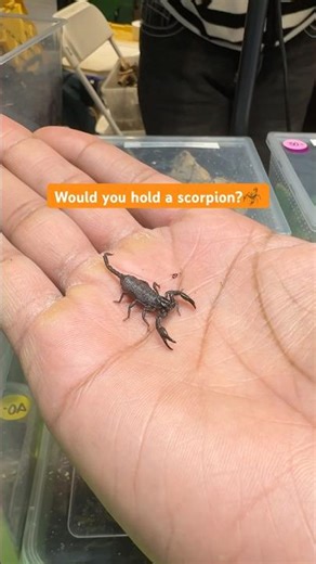 Holding a tiny scorpion! #subscribe #arachnid #venom #insects #pets