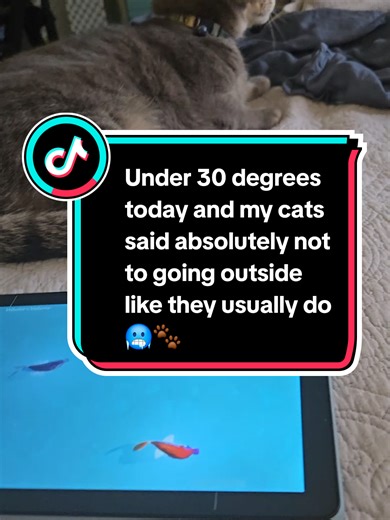 Under 30 degrees today and my cats said absolutely not to going outside like they usually do 🥶🐾 So I pulled out their favorite game on a cheap Temu tablet and instantly solved the problem. One cat is fully locked in playing, the other decided it was the perfect time for a nap 😹 Cold weather hack for indoor cats, unlocked. Who else here is a cat fan? Let me know in the comments ⬇️🐱💬 #CatLife #CatMom #cat #cute #funny