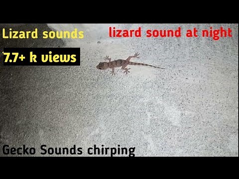 Lizard sounds lizard sound at night | Gecko Sounds chirping| at night @Asimzoologist