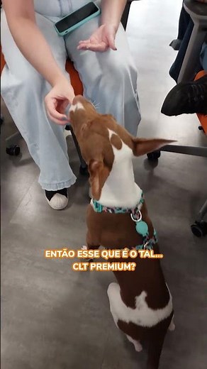 CLT premium pra gente é assim! #Cobasi #CLT #petfriendly