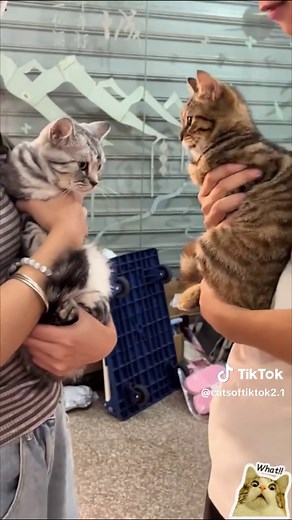 Hilarious Moments with Funny Cats