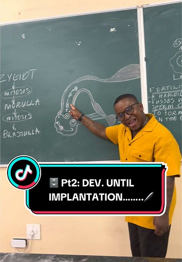 Development of an Embryo Until Implantation Explained