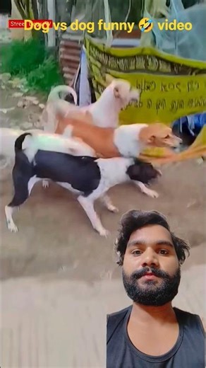 Dog vs dog#packbehavior #streetdogs #shorts #ytshorts #shortvideo #straydogs
