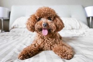 The Red Poodle: Here's Why People Are Crazy About Them