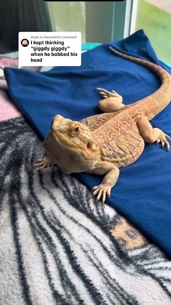 Bearded Dragon Head Bobs to Giggity Comments