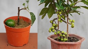 Tips To Grow Figs Quickly For Fruit, Watch Here: https://youtu.be/KuHGgsETxj8 | Diy Garden World