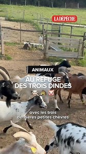 1.1M views · 10K reactions | "Les animaux de ferme, c'est l'angle mort de la protection animale." À la ferme-refuge des 3 dindes, dans le Tarn-et-Garonne, Lisa accueille plus de 200 animaux victimes de maltraitance. Voici pourquoi elle a fait de cette cause le combat de sa vie. #Animaux #Maltraitance #refuge | La Dépêche du Midi | Facebook