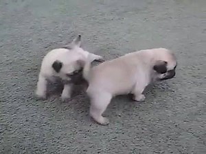 21K views · 770 reactions | Funny Pug Videos on Reels | Facebook