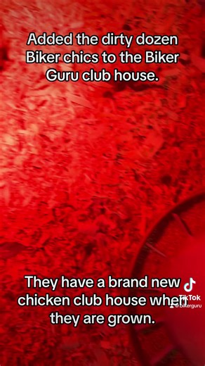 4.7K views · 441 reactions | I’ve added the dirty Dozen Biker Chic Gang to the Biker Guru Club house! Americana Easter Egg Chickens , they lay Blue eggs in an assortment of shades. About 210 eggs a year a piece. Extremely docile and kid friendly. They have their own brand new Biker Chic club house they can move into in about 4 to 5 months. | The Biker Guru | Facebook