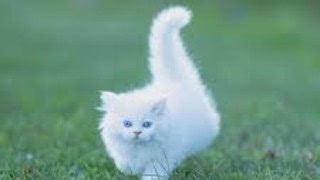 Biggest firework on Make a GIF