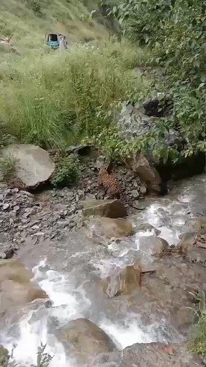 2M views · 10K reactions | Fishing turned wild today a tiger spotted  and handed to wildlife for safety!  #TigerSighting #WildlifeRescue #FishingLife #SaveWildlife #NatureLovers #AdventureInNature #ExploreNature | Village Fishing | Facebook
