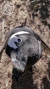 A grumpy penguin attacked a GoPro after seemingly checking it out of curiosity. 🐧🐧 #natgeo #worldwildweb #penguin #southafrica #gopro #africa #natgeowild #reels #wildlife #wildlifephotography #animals #animalphotography | Wild Sightings