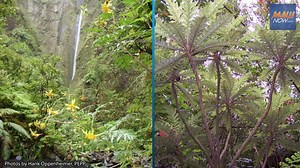 Draft recovery plan proposed for 44 endangered Hawaiian species in Maui Nui | Maui Now