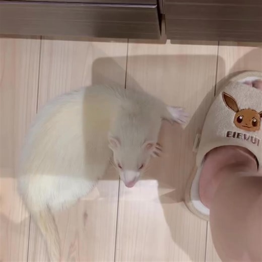 Send us a direct message #ferrets #ferretsofinstagram #ferretlove #ferretlife #ferretgram #ferrets #ferret #ferretsforadoption #feret #freethehostages #freethehostagesnow #ferrets #ferretsoffacebook Free Ferrets Available For Adoption Near Me | Free Ferrets Available For Adoption Near Me