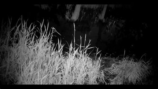 Sycamore Creature Feature: The One-of-a-Kind Opossum What do opossums and kangaroos have in common? They are both marsupials! Marsupials are animals that give birth to live young, but the babies keep growing in a pouch on their mother’s body. When they get bigger, they ride on their mom’s back—just like these baby opossums we caught on camera at one of our nature preserves. Another cool fact: opossums have prehensile tails. This means they can use their tails to grab things, kind of like a hand!