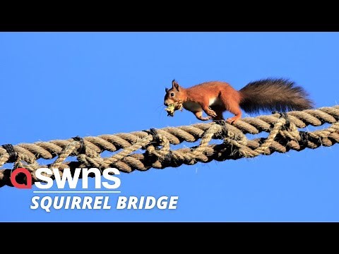 UK animal lovers build special rope bridge so squirrels can safely cross a busy road | SWNS