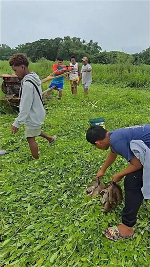 Genius farming hack to catch rats 🐭 #farming #smartfarming #shorts