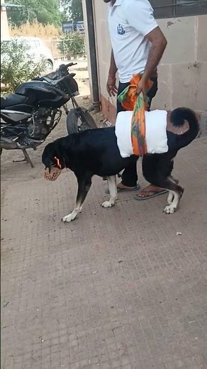 Spinal injury in Dog