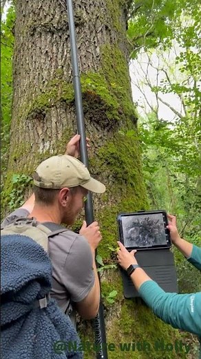 Checking a bat box with an endoscope camera! #nature #wildlifephotoghraphy #bats