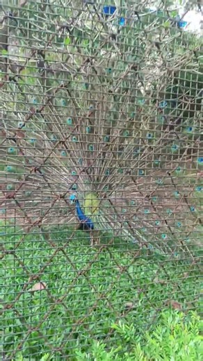 peacock sounds# yt shorts#