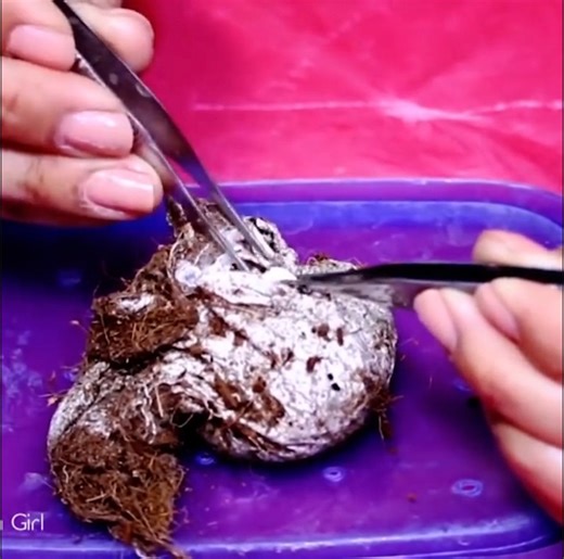 This egg sac was opened to reveal thousands of tarantula babies... 😬🕷️ | UNILAD