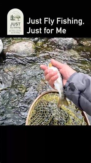 “A Curious Little Cherry salmon” #shorts #flyfishing #dryfly