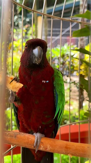 Discover the Beauty of Fiji Islands