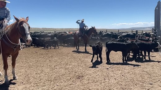 10K views · 3.2K reactions | The Waxed Cotton Ranch Ropes have quickly become our best selling ranch ropes! Check out all the options at 310ranchlife.com! | 3:10 Ranch Life | Facebook