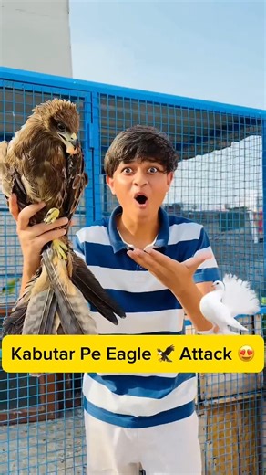 eagle pakad liya 🦅😱 daily vlog Day 16 kabutar #pigeon #viral #vlog #minivlog#shorts #1pigeon boy