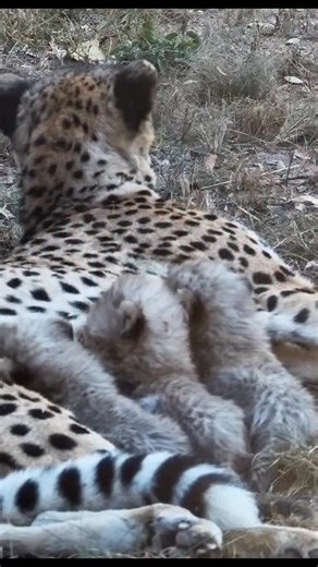 Another top favorite of the year: Tammy and her cheetohs 🐆 Vote for them at explore.org/contest | explore.org