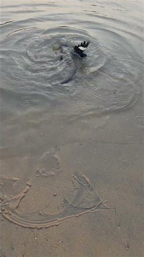 Indian Python Snake #youtubeshorts #shortsvideo #trending