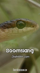 Boomslang - One-Minute Wildlife with Robert Wedderburn Everything you need to know about the Boomslang (Dispholidus typus) in one minute. | Robert Wedderburn Productions