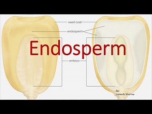 Endosperm in Angiosperms