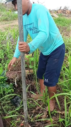 Planting Jackfruit Along Oil Palm Roadsides