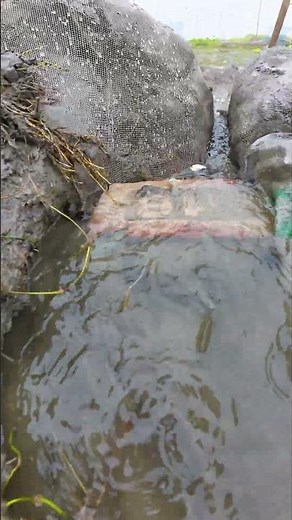 Amazing Traditional Village Fishing Technique #fishing #fish #nature