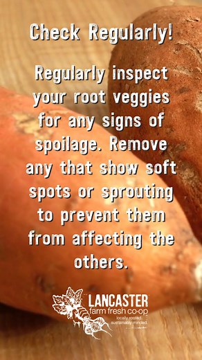 Storage Tips for Root Veggies #LFFCCSA #winterroots #wintercsa | Lancaster Farm Fresh Cooperative | Facebook